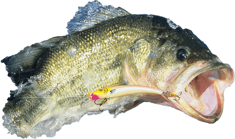 largemouth bass cutout 2_Fishing_Guide_Western_NC